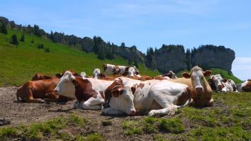 Vaches au Col de la Sure