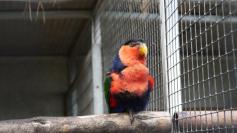 Un des plus colorés oiseaux exotiques du jardin
